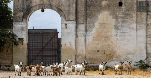 Masserie, caprette, acqua sorgiva e tanto verde: c'� un angolo di Bari rimasto fermo nel tempo